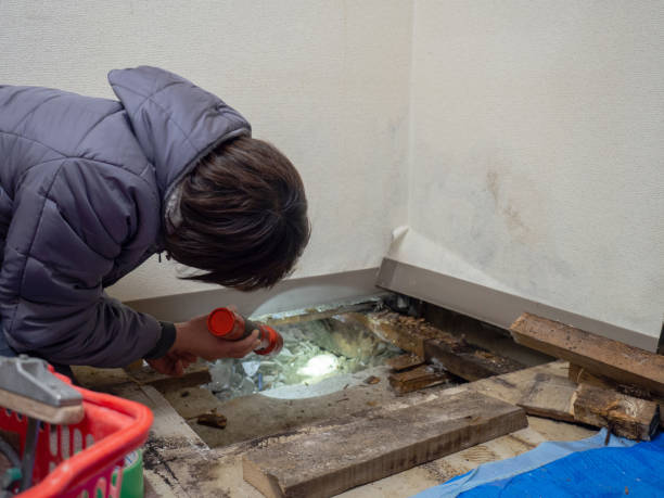 Best Comprehensive Air Testing for Mold Contaminants  in Round Lake Heights, IL