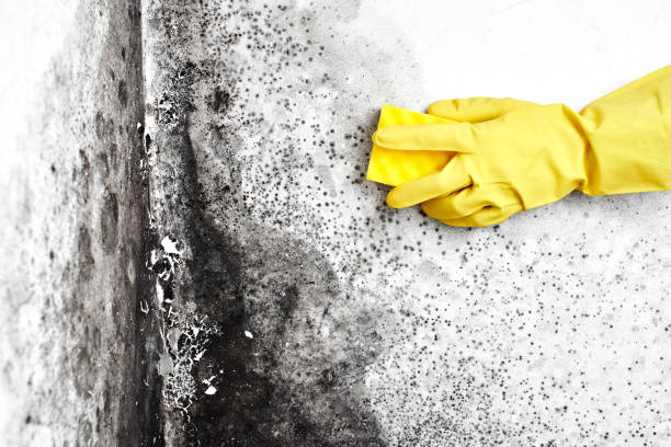 Best Mold Remediation for Healthcare Facilities  in Round Lake Heights, IL