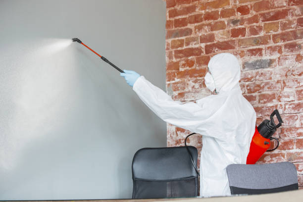 Best Basement Mold Removal  in Round Lake Heights, IL