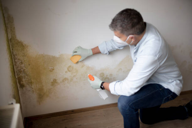 Best Real Estate Mold Inspection  in Round Lake Heights, IL